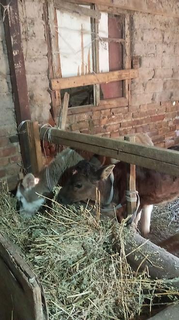 Коровы, быки: Продаю | Бык (самец) — 4