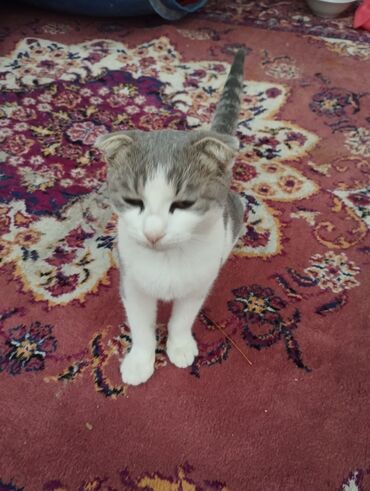 котята в добрые руки: Şotland yastı qulaq, Dişi, Yaxşı əllərə, Pulsuz çatdırılma