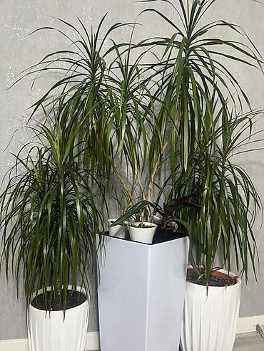 Другие комнатные растения: Комнатные крупномеры, готовые для озеленения интерьера. Состав: - — 30