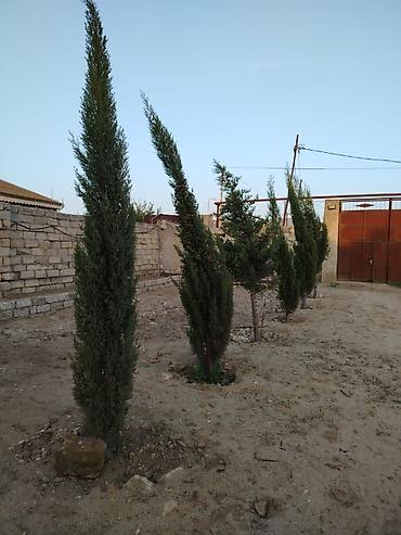 xan cinarı: ŞAM AĞACLARI SATILIR 🌲 20 ədəd sərv (şam) ağacı satılır. 📏 Hündürlüyü — 1