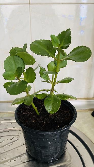kala: Kalanxoe (Kalanchoe blossfeldiana) – saksı bitkisi - Rəngli, çoxlu — 3