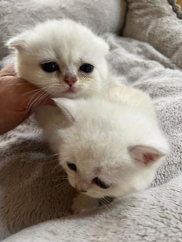 Pişiklər: Şinşilla, Erkək, Dişi — 1