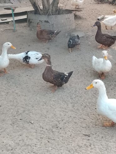 Ördəklər: Satılır: ördək sürüsü - Növlər və rənglər: ağ, qara, boz, qəhvəyi və — 8
