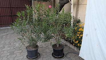 олеандр: Олеандр (Nerium oleander) в горшке - Декоративный вечнозеленый куст с — 3