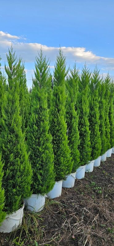 zeytun ağacı satışı: Limonnu yolkalar 10 azdan baslayan qiymətlərlə istənilən ölçüdə