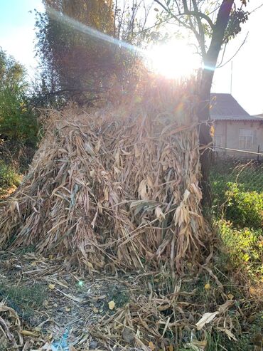 стебли кукурузы: Сухая кукурузная ботва (стебли и листья) в больших стогах. Подходит