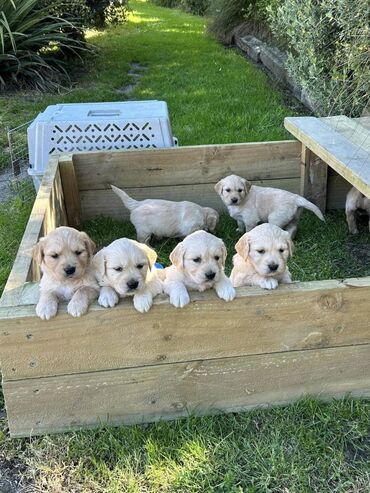 alu felne 14: Charming Golden Retriever puppies Healthy Home Trained Golden