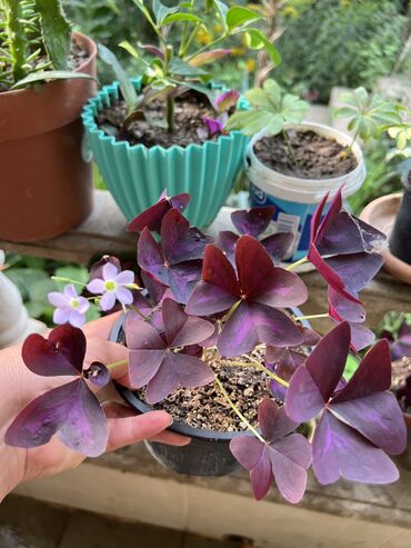 Xalçalar: Xalça -da lalafo.az — 14 Xalçalar: Xalça — 14