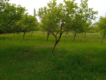 Torpaq sahələrinin satışı: 45 sot, Kənd təsərrüfatı, Mülkiyyətçi, Kupça (Çıxarış) -da lalafo.az — 7 Torpaq sahələrinin satışı: 45 sot, Kənd təsərrüfatı, Mülkiyyətçi, Kupça (Çıxarış) — 7