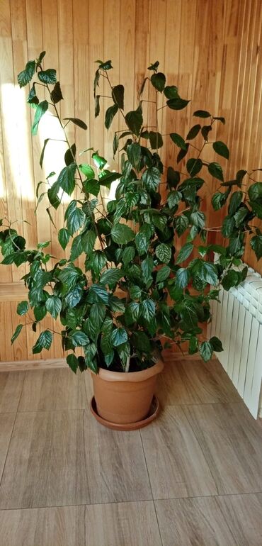 xlorofitum bitkisi: Qazanda yetişdirilmiş böyük, yaşıl yarpaqlı Hibiskus bitkisi. Evdə və