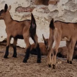Keçi, çəpiş: Saanen/Anglo-Nubian tipli südlük keçi sürüsü - Fotoşəkillərdə görünən — 7