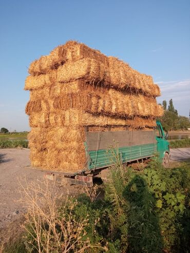 чөп сено: Продаю солому,звонить на этот номер: прессовано на совесть