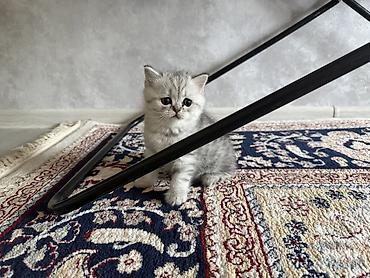 Продажа кошек: Шотландские котята (окрас серебристый шиншилла/силвер шейдед) - — 5