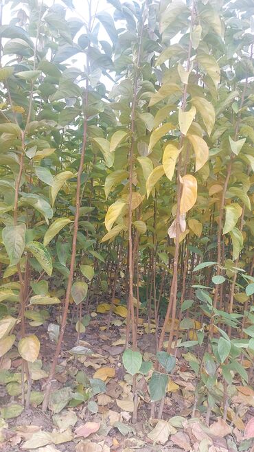 Şitillər: Məhsul: Gül kolları (qızılgül) Təsvir: - Şəkillərdə müxtəlif rəng və — 15