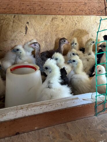 домик для волнистых попугаев: 🐣Продаю декоративные карликовые породы кур и петухов! Отличные