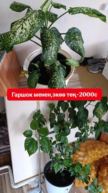 малина саженцы полька: Биринчи сүрөттөгү гүлдөр-2000 сом.Калган гүлдөрдүн БААРЫН оптом-3000