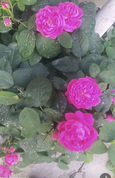 Şitillər: SAQI Gülçülük – Tərtərin ən gözəl gülləri • Öz bağımızda yetişdirilən — 2