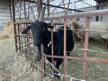 Продам с/х животных: Продаю | Коза (самка) — 1