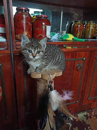 купить вислоухого котенка в бишкеке: Британ кыска жүндүү, 2 айлык, Ургаачы, Биколор, Аргын, Лотокко барууга үйрөтүлгөн, Курттардан тазаланган