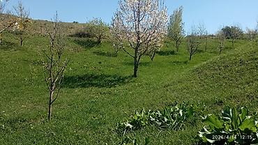 Долгосрочная аренда домов: 220 м², 6 комнат — 11