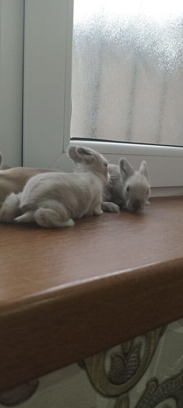 Dovşanlar: Akor balası 8 manat - Cins: akor (ev dovşanı) - - Rənglər: krem — 4