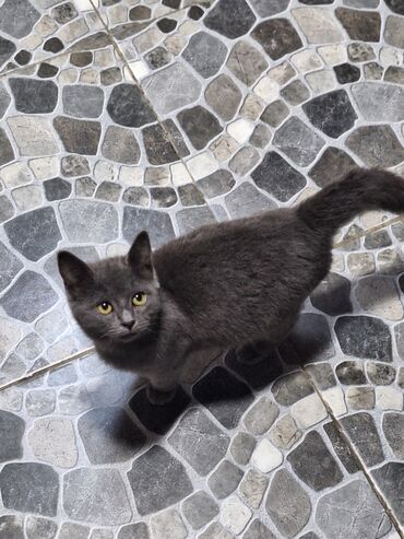 отдам в добрые руки баку: Британская, Самка, В добрые руки, Самовывоз