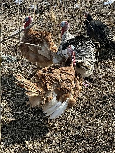 Индюки: Продаю | Индюк (самец) | Для разведения — 5