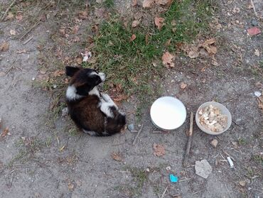 породистые котята бесплатно: Пропала собачка.Если найдёте можете оставить себе но позвоните