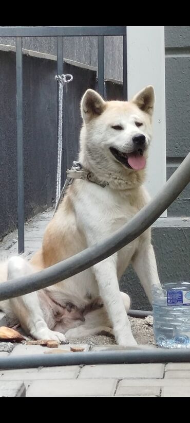 pitbul satisi: Akita-inu, 2 il, Dişi, Peyvəndli, Ünvandan götürmə