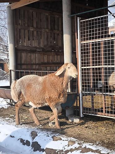 Баран, овца: Продаю | Ягненок, Баран (самец) | Арашан | Для разведения | Племенные at lalafo.kg — 3 Баран, овца: Продаю | Ягненок, Баран (самец) | Арашан | Для разведения | Племенные — 3