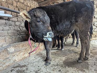 Коровы, быки: Продаю | Бык (самец) | На откорм | Привязанные — 10