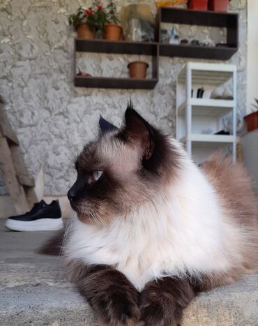 Pişiklər: Сиамская кошка.3 года. 450 azn.приучена к песку.,к купанию -da lalafo.az — 1 Pişiklər: Сиамская кошка.3 года. 450 azn.приучена к песку.,к купанию — 1