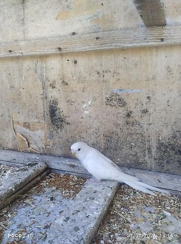 Ağ rəngli dalğalı tutuquşu (budgerigar) - Rəng: tam ağ (yunlu parlaq lalafo.az -da Ağ rəngli dalğalı tutuquşu (budgerigar) - Rəng: tam ağ (yunlu parlaq