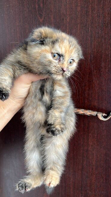 сколько стоит кролик домашний: Редкий Шотландский вислоухий котёнок (окраc черепаховый) - Порода