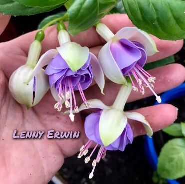 Другие комнатные растения: Продаю Детки!!! (укорененные черенки)сортовых,комнатных фуксий!Цена — 8