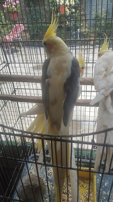 Qefes yeke iri quslar qefesleri balacada var Qəfəs