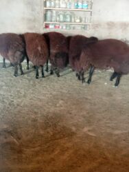 Gəmiricilər: Qara yunlu qoyun sürüsü - Növ: Xırdabuynuzlu heyvan, qoyun - Rəng