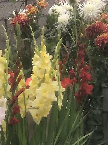 Размещение рекламы: В продаже комнатные цветы и многолетние садовые цветы. 1. Алое вера — 29