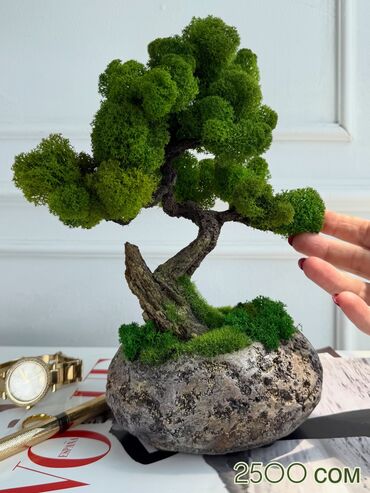 Декоративные цветы: Деревья-бонсай из натурального стабилизированного мха🌳 -это — 40