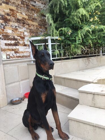 gəncə toyuq satan: Doberman, 9 ay, Erkek, Peyvəndli, Ünvandan götürmə