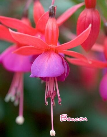 Другие комнатные растения: Продаю Детки!!! (укорененные черенки)сортовых,комнатных фуксий!Цена — 18