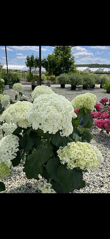 Digər bitkilər: Məhsul: Saksıda hortensiya (Hydrangea) - Rənglər: mavi, bənövşəyi — 11