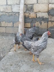 Digər quşlar: 6 eded 3 ayliq amroks cinsi(3 fere 3 xoruz)6 ededi 65azn. 8 eded 5 — 13