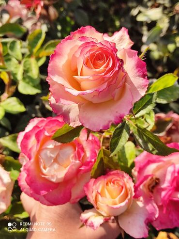 Садовые цветы и кустарники: Саженцы цветка: Розы — 21