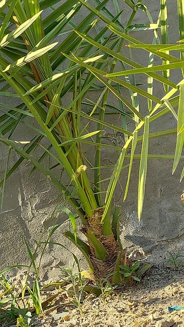 hind qozu agaci: Xurma xurması (Phoenix dactylifera) fidanı - Növ: dekorativ və — 2