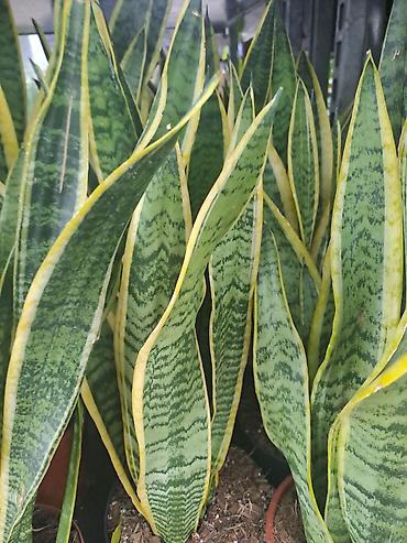 Ostale kućne biljke: Yucca, Drvo Zivota, 140 centimetara visina, dva stabla iz saksije sa — 6