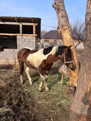 Лошади, кони: Продаю | Жеребенок | Рабочий — 10