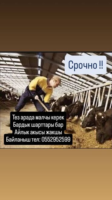 работа от прямых работодателей: Талап кылынат Малчы, Төлөм Ай сайын