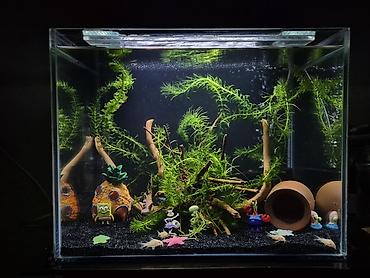 akvarium satilir: Dördbucaq akvarium, 60 l — 2