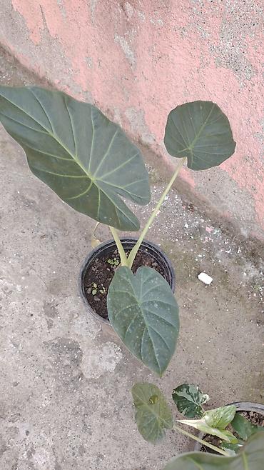 taxta dibcək: Alokaziya (Alocasia) dekorativ otaq bitkisi – iri, ox uclu ürək — 1